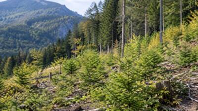 Wald bei Hirschwang kann rund 100 Jahre zur Regeneration brauchen