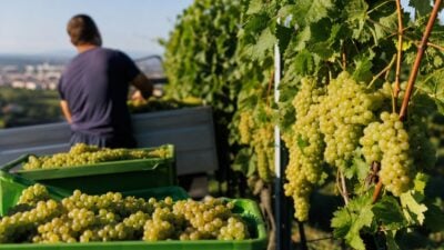Weinernte in Oberösterreich: rund 400.000 Liter erwartet