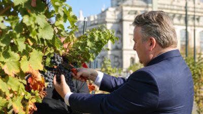 Weinlese am Schwarzenbergplatz: Ertrag fällt geringer aus