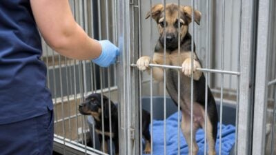 Wien warnt nach mehreren Fällen vor Welpenkäufen im Ausland