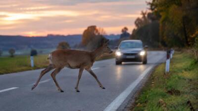 Wildwechsel im Herbst: ÖAMTC rät zu Bremsen und Spurhalten