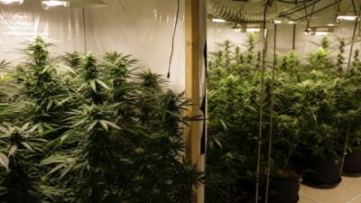 Zwei Cannabis-Plantagen in Wiener Wohnung sichergestellt