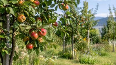 Biodiversitätspark in den Auen bietet künftig Obst zum Selbstpflücken