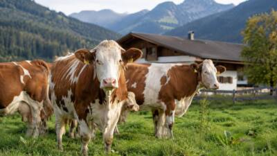 Cobra erschießt Stier nach Angriff auf Bauern in Achenkirch