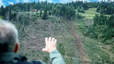 In Heinfels ist der Waldbestand im Vigeinwald weitgehend ausgefallen