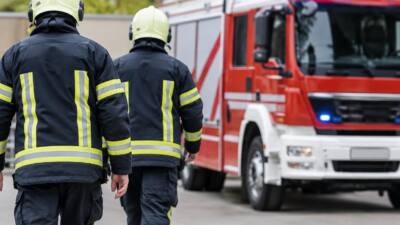 Meise verirrt sich in Büro und findet nicht mehr hinaus