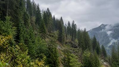 Tiroler Einsatzplan ordnet Maßnahmen bei großen Waldschäden