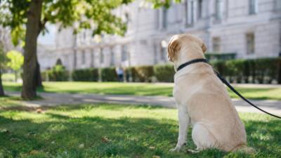 Ein angeleinter Hund sitzt im Park vor einem öffentlichen Gebäude.