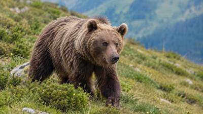 Ein Braunbär bewegt sich über eine grasbewachsene Bergwiese vor alpiner Kulisse